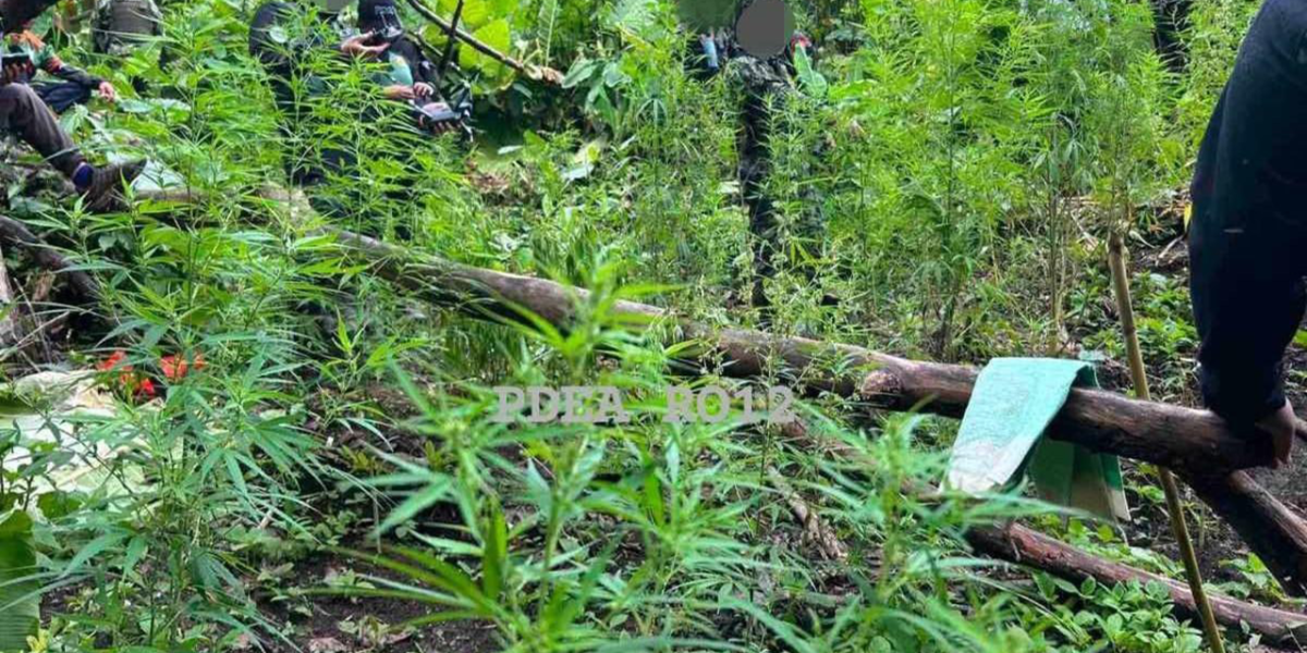 11000 marijuana plants worth P2.2 million destroyed in Sarangani.jpg