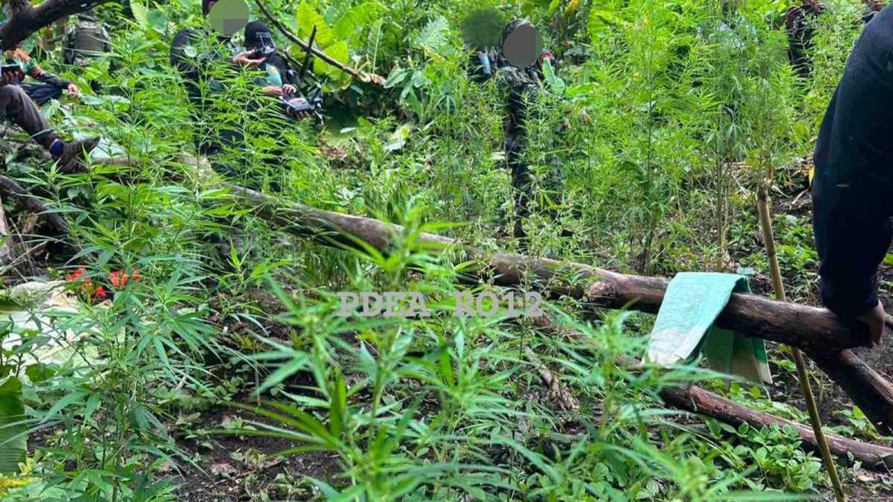 11,000 marijuana plants worth P2.2 million destroyed in Sarangani