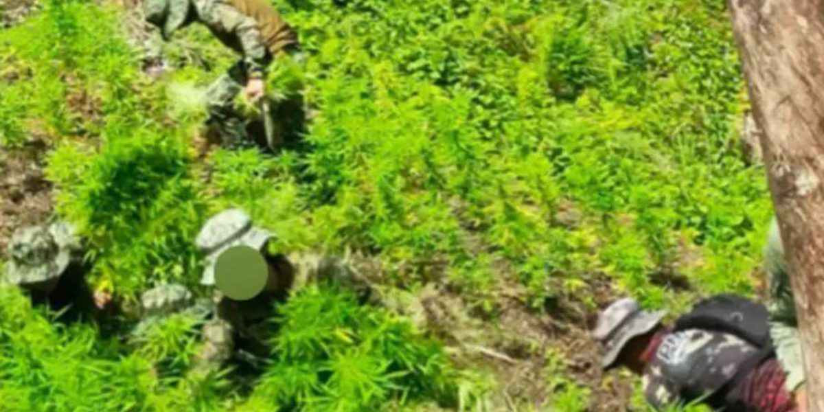 P8M worth of marijuana destroyed by PNP in Kalinga