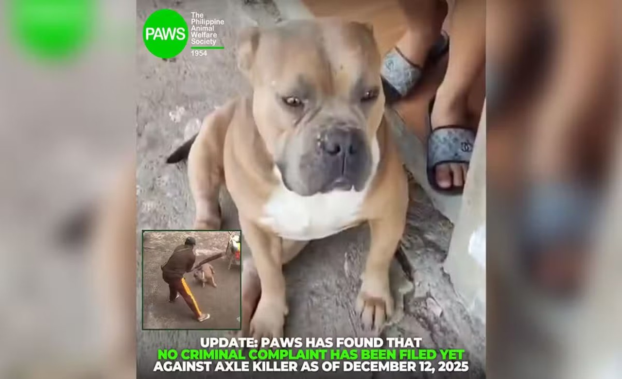 PAWS: Still no case filed against killer of dog named Axle