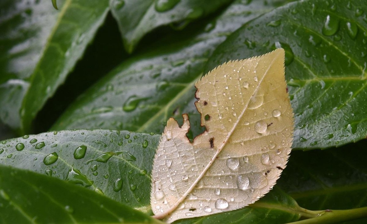 Cloudy skies with light rains over PH on Wednesday —PAGASA