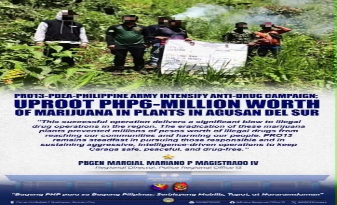 P6-M worth of marijuana plants destroyed in Agusan del Sur – PDEA